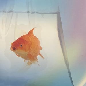 Meet your Posher, Gabriela